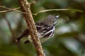 Dot-backed Antbird Hylophylax punctulatus