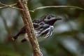 Dot-backed Antbird Hylophylax punctulatus