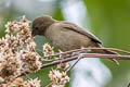 Dull-coloured Grassquit Tiaris obscurus haplochroma