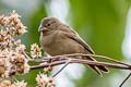 Dull-coloured Grassquit Tiaris obscurus haplochroma