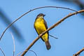 Dusky-chested Flycatcher Myiozetetes luteiventris luteiventris