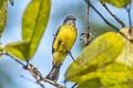 Dusky-chested Flycatcher Myiozetetes luteiventris luteiventris