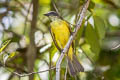 Dusky-chested Flycatcher Myiozetetes luteiventris luteiventris