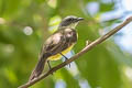 Dusky-chested Flycatcher Myiozetetes luteiventris luteiventris