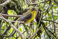 Dusky-headed Brushfinch Atlapetes fuscoolivaceus