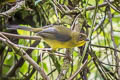 Dusky-headed Brushfinch Atlapetes fuscoolivaceus