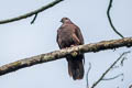 Dusky Pigeon Patagioenas goodsoni