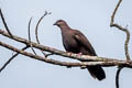 Dusky Pigeon Patagioenas goodsoni