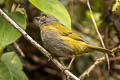 Dusky Chlorospingus Chlorospingus semifuscus livingstoni