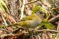 Dusky Chlorospingus Chlorospingus semifuscus livingstoni