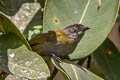 Dusky Chlorospingus Chlorospingus semifuscus livingstoni