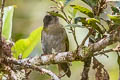 Dusky Chlorospingus Chlorospingus semifuscus livingstoni