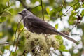 Dusky Piha fuscocinereus