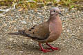 Eared Dove Zenaida auriculata antioquiae 