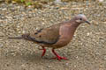 Eared Dove Zenaida auriculata antioquiae 