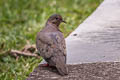 Eared Dove Zenaida auriculata antioquiae 