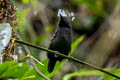 Esmeraldas Antbird Sipia nigricauda