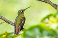 Fawn-breasted Brilliant Heliodoxa rubinoides aequatorialis 