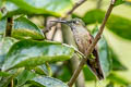 Fawn-breasted Brilliant Heliodoxa rubinoides aequatorialis 