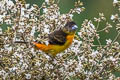 Flame-rumped Tanager Ramphocelus flammigerus