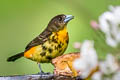 Flame-rumped Tanager Ramphocelus flammigerus x icteronotus