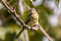 Forest Elaenia Myiopagis gaimardii bogotensis