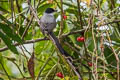 Fork-tailed Flycatcher Tyrannus savana monachus