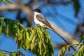 Fork-tailed Flycatcher Tyrannus savana monachus