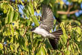 Fork-tailed Flycatcher Tyrannus savana monachus