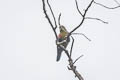 Fuertes's Parrot Hapalopsittaca fuertesi