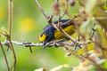 Fulvous-vented Euphonia Euphonia fulvicrissa fulvicrissa