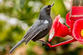 Glossy Flowerpiercer Diglossa lafresnayii