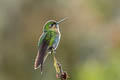 Glowing Puffleg Eriocnemis vestita vestita