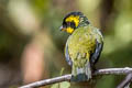 Gold-ringed Tanager Bangsia Bangsia aureocincta