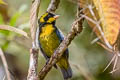 Gold-ringed Tanager Bangsia Bangsia aureocincta