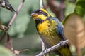 Gold-ringed Tanager Bangsia Bangsia aureocincta