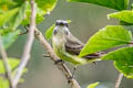 Golden-bellied Flycatcher Myiodynastes hemichrysus cinerascens