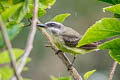 Golden-bellied Flycatcher Myiodynastes hemichrysus cinerascens