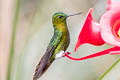 Golden-breasted Puffleg Eriocnemis mosquera