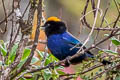 Golden-crowned Tanager Iridosornis rufivertex rufivertex