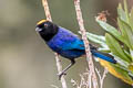 Golden-crowned Tanager Iridosornis rufivertex rufivertex