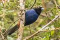 Golden-crowned Tanager Iridosornis rufivertex rufivertex