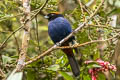 Golden-crowned Tanager Iridosornis rufivertex rufivertex