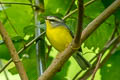 Golden-crowned Warbler Basileuterus culicivorus cabanisi