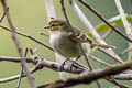 Golden-faced Tyrannulet Zimmerius chrysops