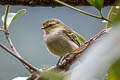 Golden-faced Tyrannulet Zimmerius chrysops