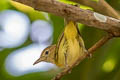 Golden-fronted Greenlet Pachysylvia aurantiifrons aurantiifrons