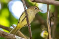 Golden-fronted Greenlet Pachysylvia aurantiifrons aurantiifrons