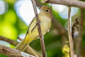 Golden-fronted Greenlet Pachysylvia aurantiifrons aurantiifrons