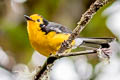 Golden-fronted Whitestart Myioborus ornatus chrysops